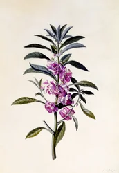 Garden Balsam, Impatiens Balsamina, c.1746